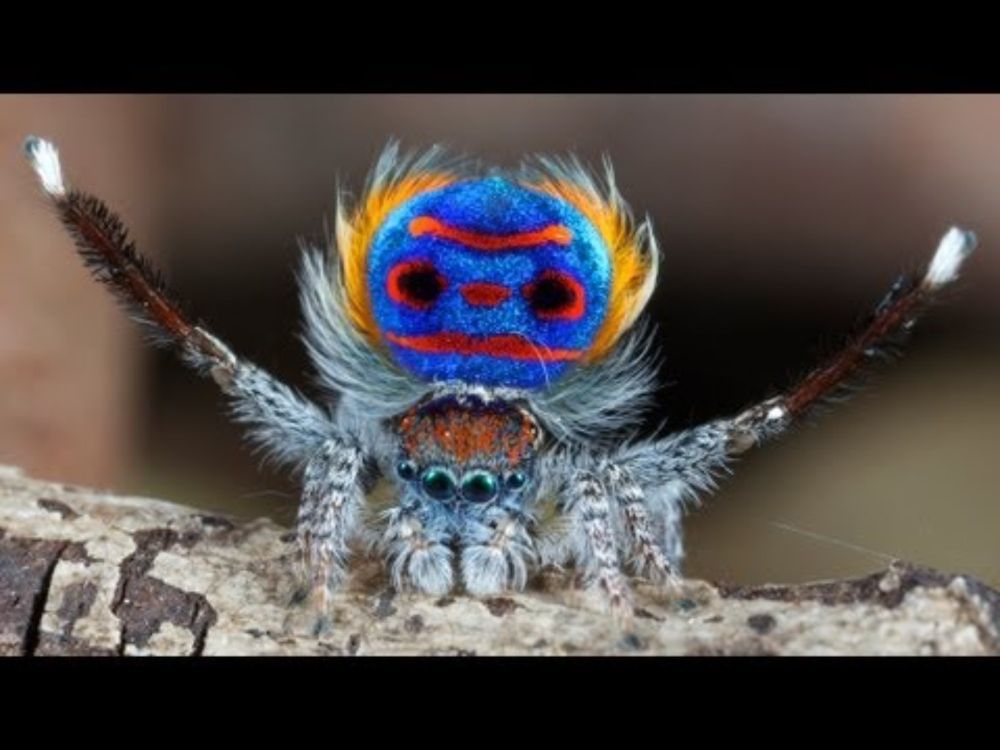 Peacock Spider 7 (Maratus speciosus)