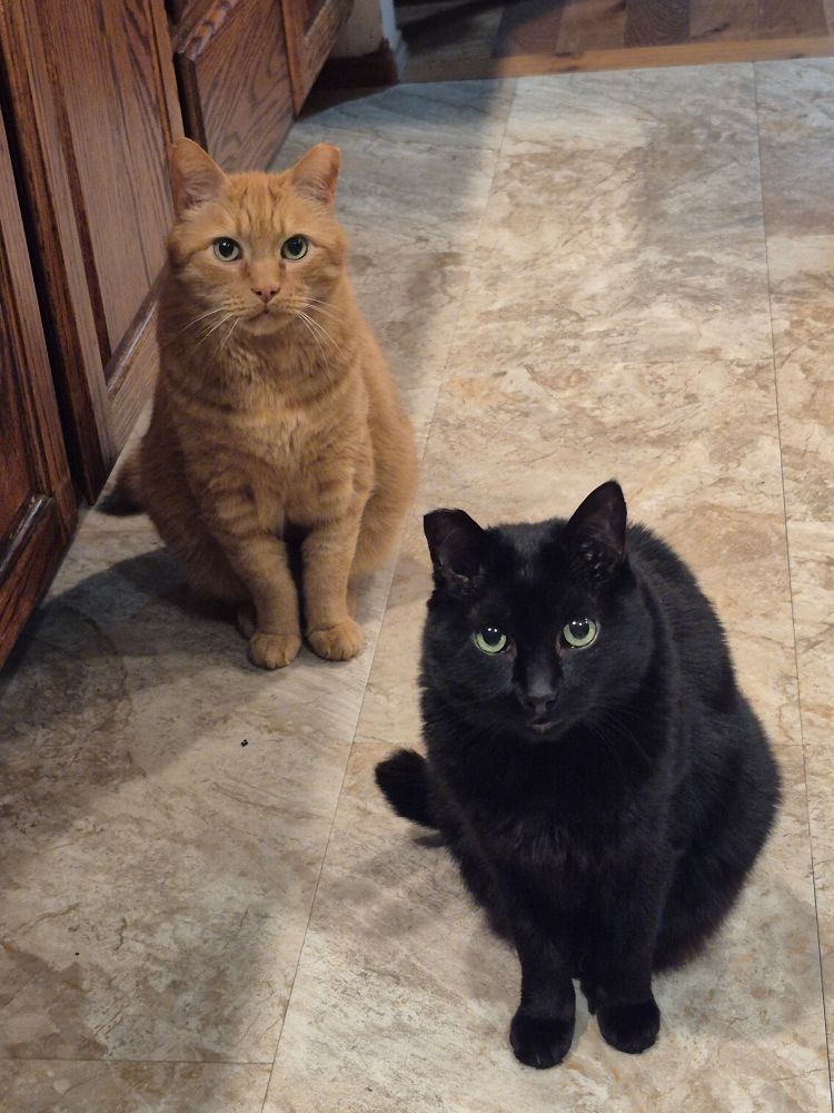 Two cats are sitting on a tiled floor in a kitchen with wooden cabinets in the background. The cat on the left, Curly, is an orange tabby with green eyes, sitting upright and looking at the camera. The cat on the right, Nermeen, is a black cat with striking green eyes, also sitting and staring directly at the camera. The floor has a light, marbled pattern, and there is a shadow cast on the tiles.