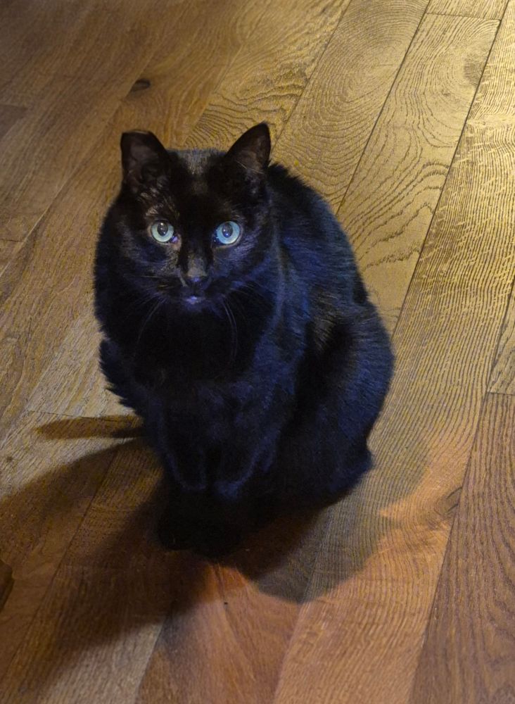Nermeen, a sleek, short-haired black cat, is seated centrally and upright on a reflective, golden-brown hardwood floor. Her coat is extremely dark, appearing as a dense silhouette, though the texture of her fur can be vaguely discerned, suggesting a plush richness. The lighting is low and warm, causing the polished wood floor to show distinct grain patterns and reflections that run diagonally. Nermeen's body is curled into a compact, upright sitting position, facing directly toward the camera with great intensity.
The most prominent features are her large, expressive eyes, which are a striking, bright blue-green or aqua color, contrasting sharply with her dark fur. The eyes catch the light with an intense, captivating glow, giving Nermeen a watchful and slightly mysterious expression. There are subtle hints of darker coloring around her muzzle and faint tabby ghost markings visible near her forehead and ears, which are alert and pointed upward. A deep shadow is cast beneath and behind Nermeen due to the single, concentrated light source from above, further emphasizing her dark form against the illuminated floor. The overall impression is one of a beautiful and alert domestic cat captured in a quiet, warmly lit indoor setting.
Is there anything else I can help you describe or write about Nermeen?