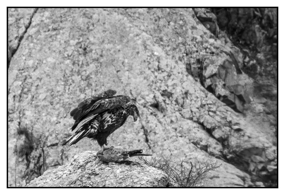 A bird on a rock starting to spread its wings with another bird that it seems to plan to eat for breakfast