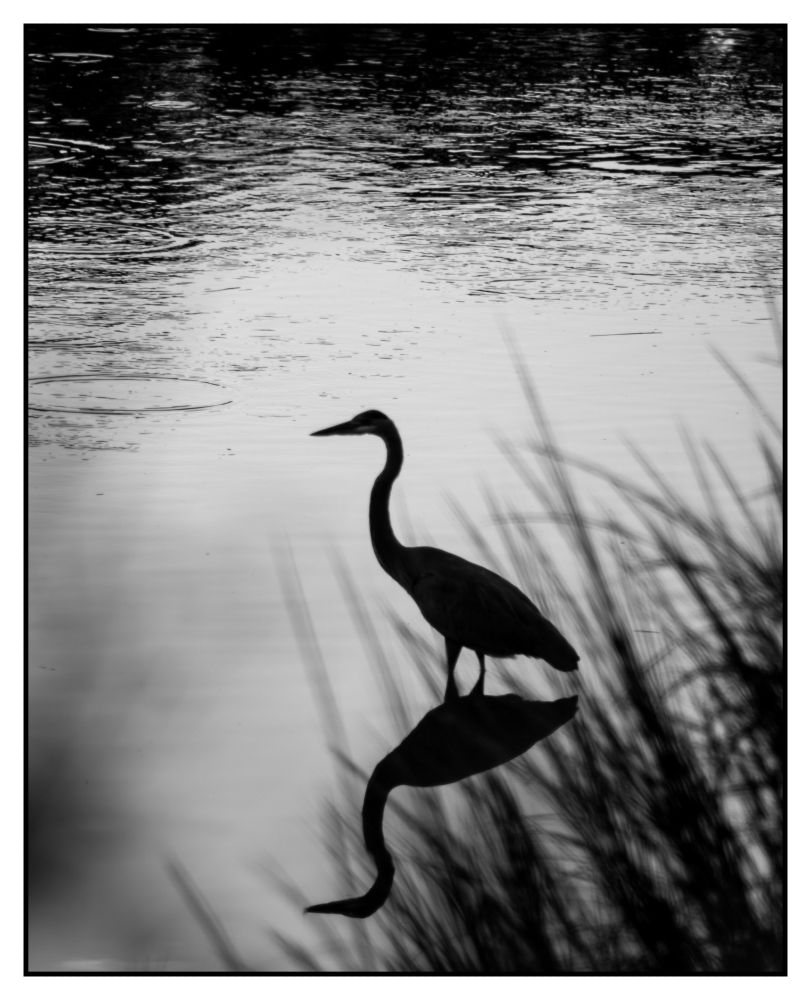 heron in the water silhouetted by the setting sun