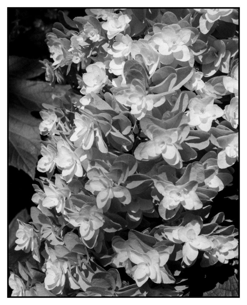 detail of the oak leaf hydrangea snowflake cultivar flower in macro mode on the half-frame pentax 17