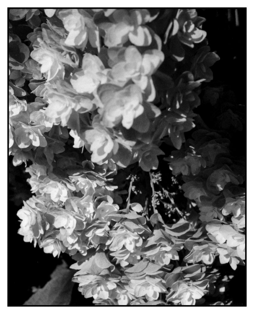 detail of the oak leaf hydrangea snowflake cultivar flower in macro mode on the half-frame pentax 17
This was shot to gamble on something being in focus, the flowers at the top are much closer than the fixed macro distance of 22-26cm away, but the rest seem to have hit the focal plan