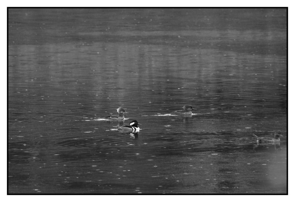 four hooded mergansers in the rain