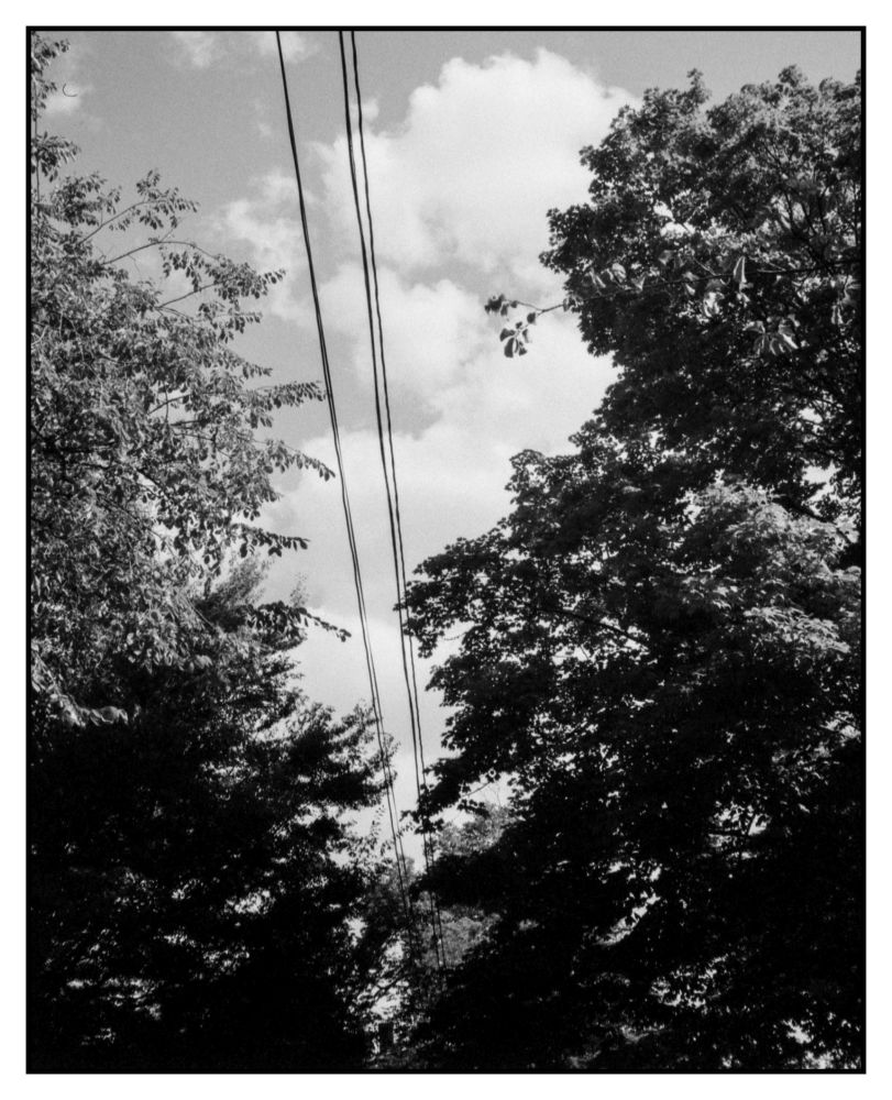 Dark Overhead utility lines running between trees and with a puffy white cloud in the sky