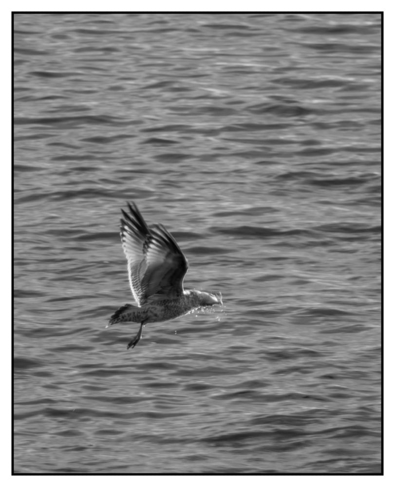 a gull with a small fish in its beak with head turned and drops falling away after diving in for a bit of food