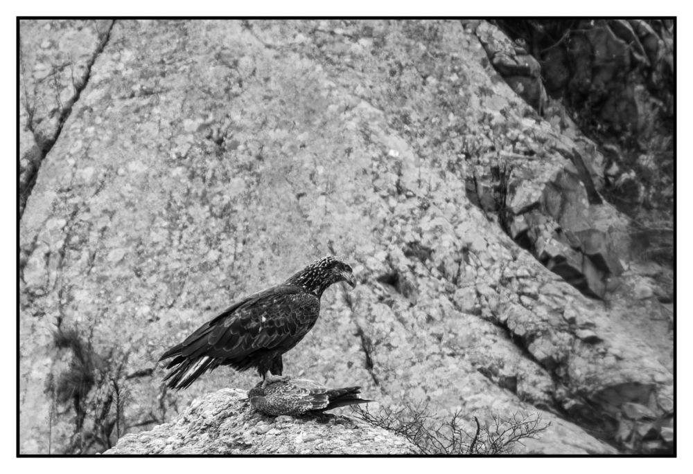 A bird on a rock with another bird that it seems to plan to eat for breakfast