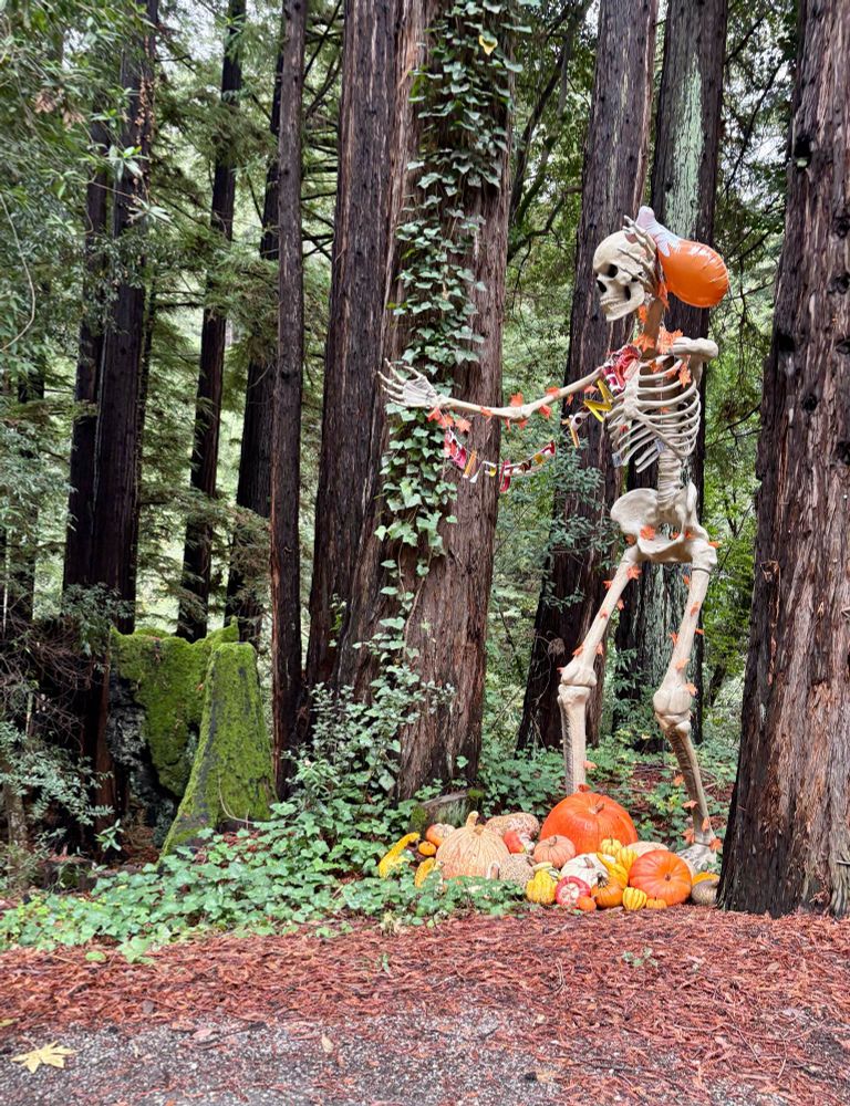 Giant skeleton greeting you with pumpkins and colorful string lights against the redwood trees 
