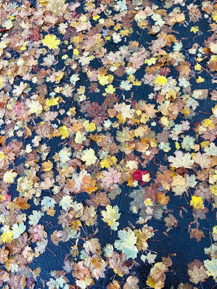 Small fall leaves on a rainy sidewalk. Shades of yellow, brown and one red