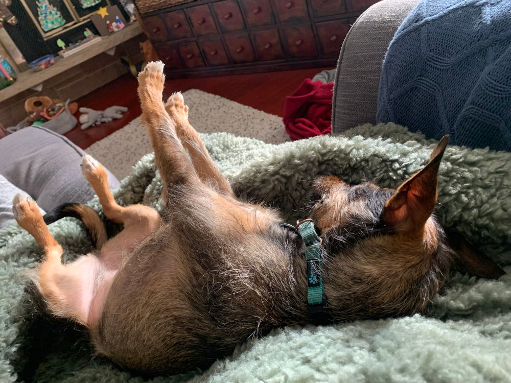 Small dog sleeping with its legs straight out on a super fuzzy blanket