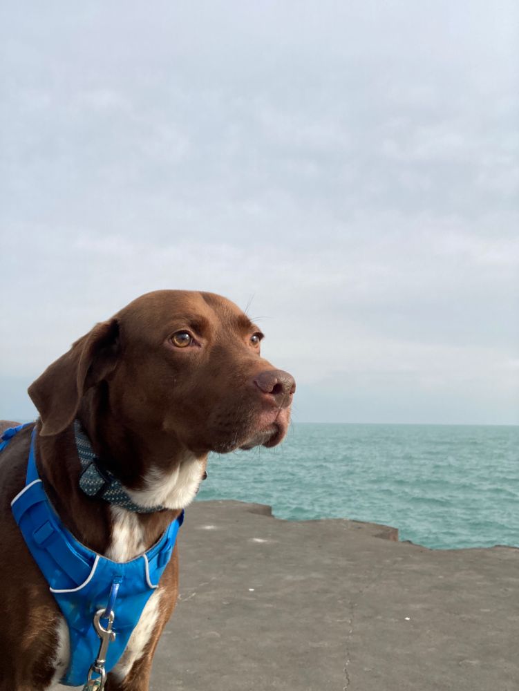 a brown and white dog standing on a pier, with a backdrop of a foggy white sky and teal waves. the dog is looking into the warm light and sniffing the breeze.