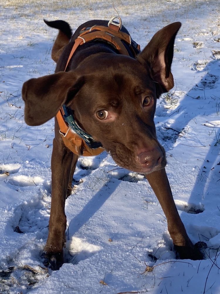 a dog standing in a snowy yard. he’s in the middle of a shake-off, which makes his body look squiggly, like a fusilli pasta noodle.