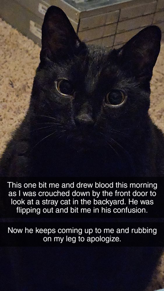 A snapchat photo of a black cat. Caption reads: "this one bit me and drew blood this morning as I was crouched down by the front door (correction, it was the back and this was a typo) to look at a stray cat in the backyard. He was flipping out and bit me in his confusion. Now he keeps coming up to me and rubbing on my leg to apologize."