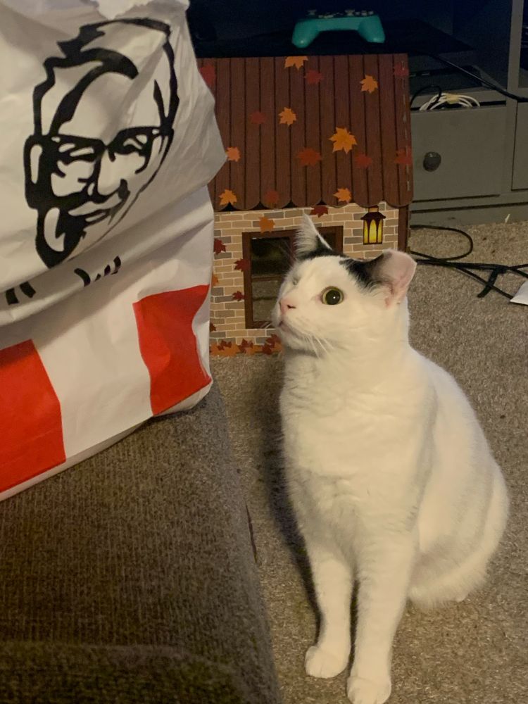 Uno, a one-eyed white cat with black spots, looks up at a bag of KFC on the ottoman. 