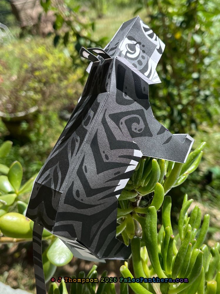 A papercraft project of the artist’s fantasy Panthera palaeosinensis ‘sona. The little gray tiger is blocky, cartoony, and criminally adorable. This photo shows the paper toy from above and slightly twisted behind. 
