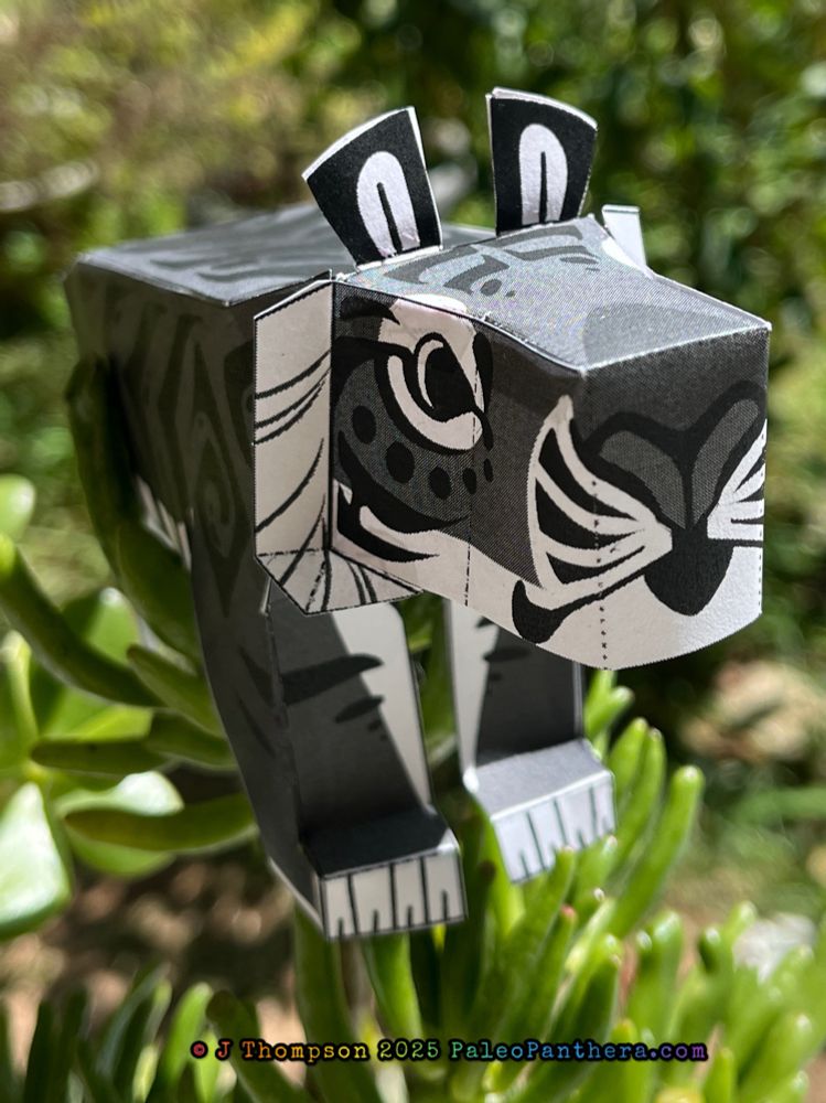 A papercraft project of the artist’s fantasy Panthera palaeosinensis ‘sona. The little gray tiger is blocky, cartoony, and criminally adorable. This photo shows a 3/4 front view that’s mostly the face and front legs. 
