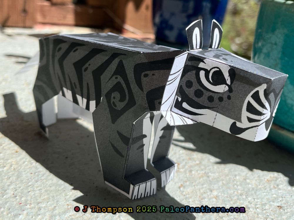 A papercraft project of the artist’s fantasy Panthera palaeosinensis ‘sona. The little gray tiger is blocky, cartoony, and criminally adorable. This photo shows a view between 3/4 and profile and shows the head and body. 