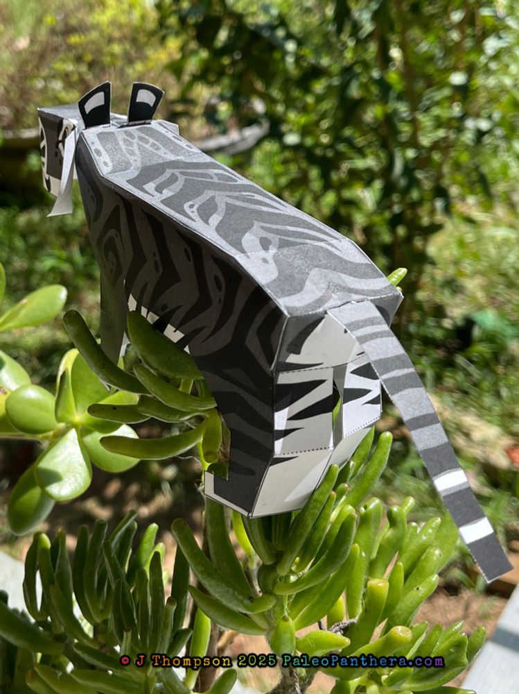 A papercraft project of the artist’s fantasy Panthera palaeosinensis ‘sona. The little gray tiger is blocky, cartoony, and criminally adorable. This photo shows a 3/4 view from the rear to show the tail and haunches. 