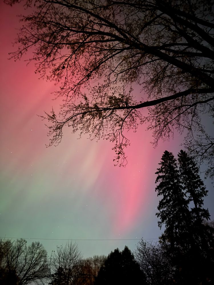 Aurora borealis against the silhouette of two tall evergreens
