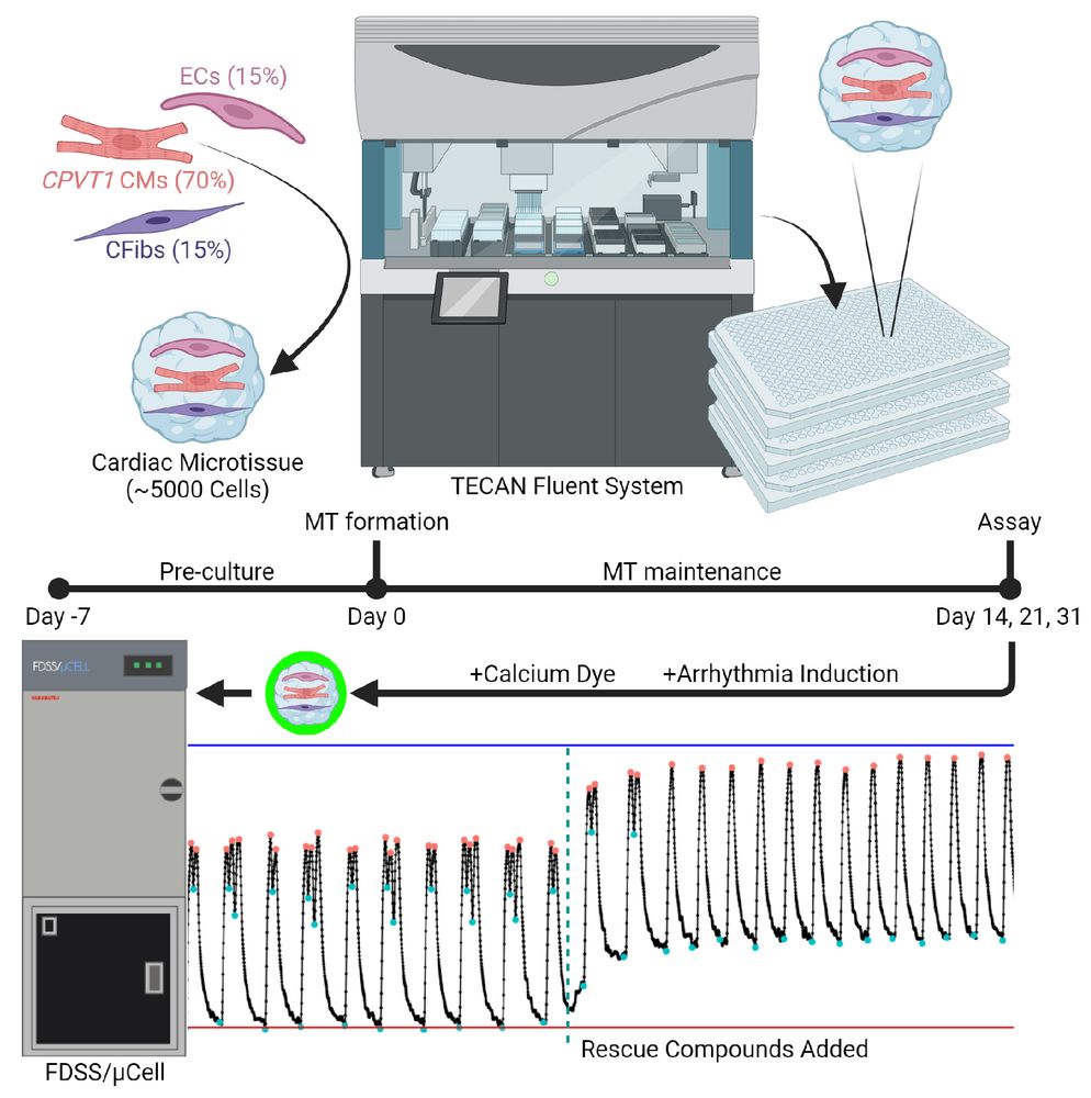 Graphical abstract depicts automated setup to generate 3D cardiac mini tissues consisting of 3 cell types seeded into 384 well plates. The cardiac tissues are monitored using calcium traces to detect arrhythmias and subsequent rescue after compound addition.