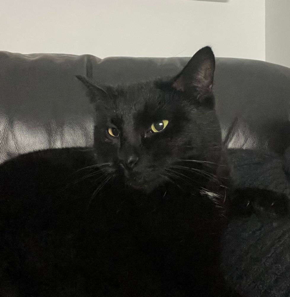 Black cat (Tui) snuggling on a dark background
