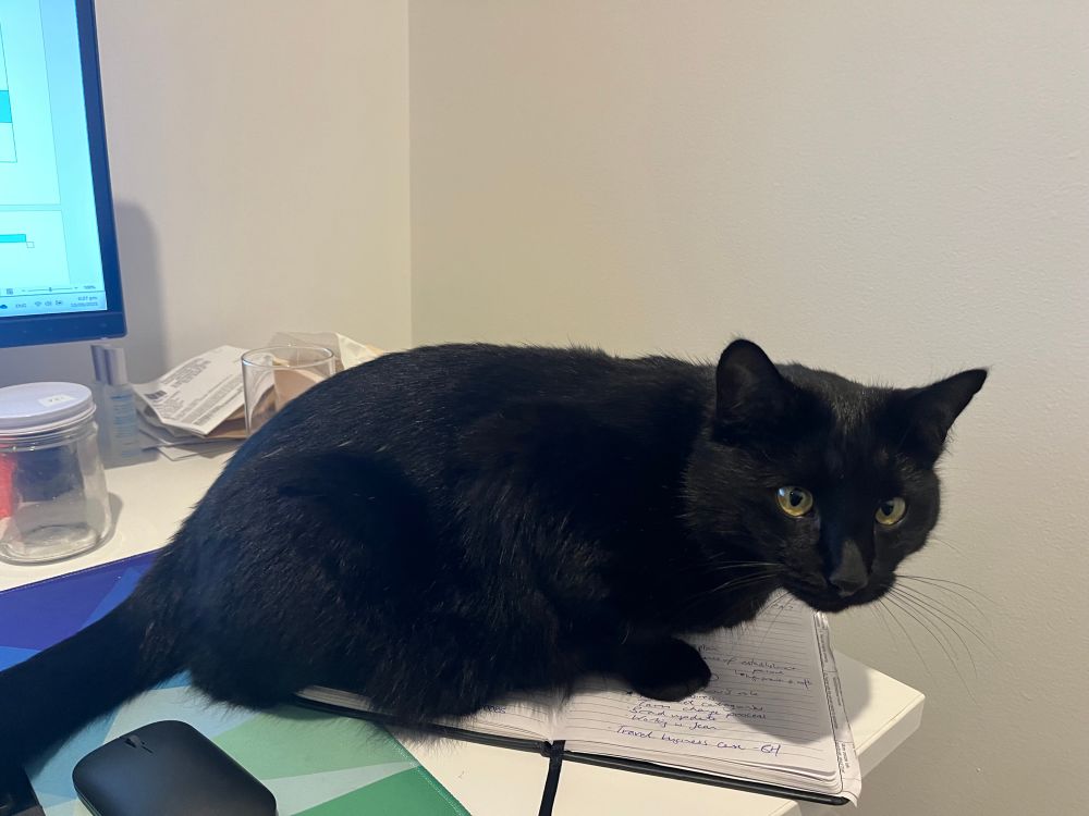 A black cat crouched on an open notebook on an office desk