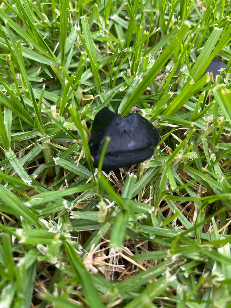 A small black mushroom surrounded by grass. Auckland, NZ