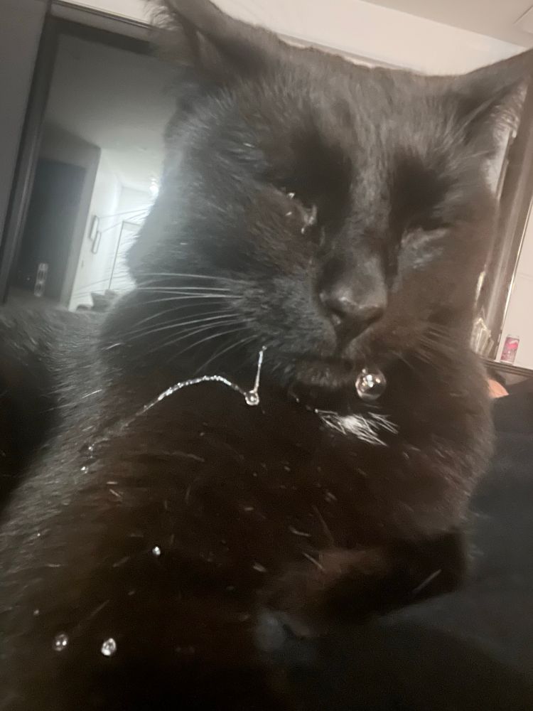 The same small black cat, blissed out with squinty eyes and big strings of drool hanging from his mouth
