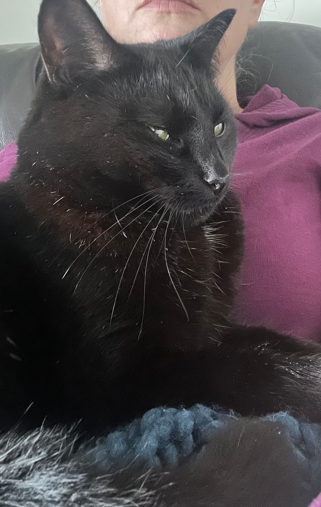 A black cat (Tui) sitting in my lap. The camera angle makes it look like he’s giving the side eye 😒