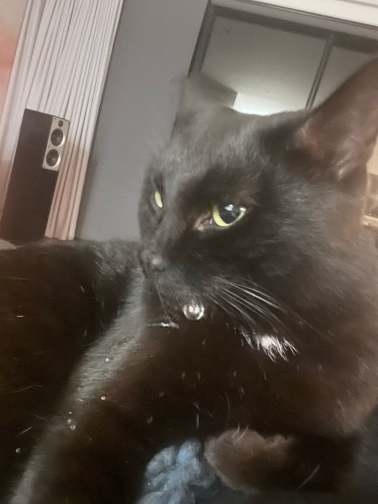 A small black cat with white tufts, and a big bubble of drool