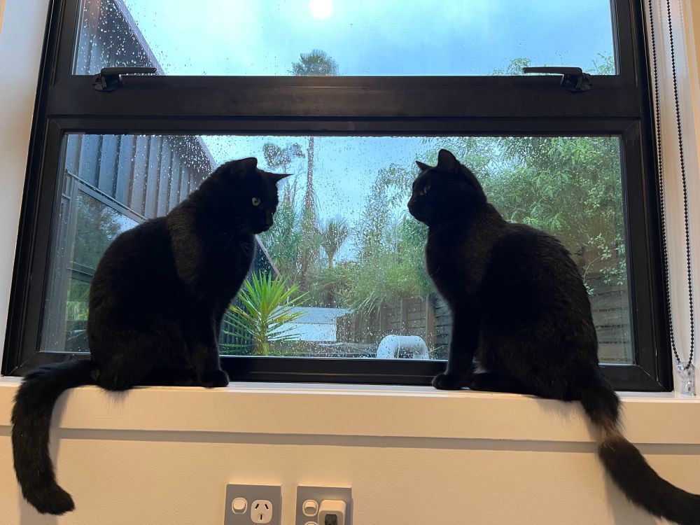 Two black cats sitting on a windowsill watching the rain outside. Ozzy (left) will love bomb when he’s hungry and then disappear; Tui (right) is timid but once he gets to know you he’ll be a cuddly limpet.