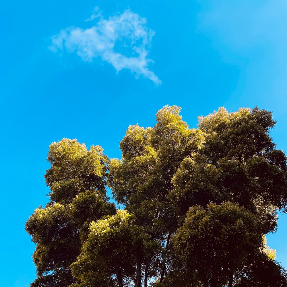 Picture of tree on Delores St in San Francisco by Mike Hales
