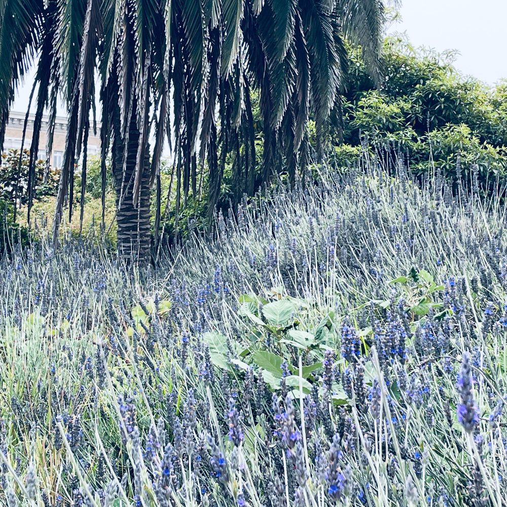 Photo of Lafayette Park in SF taken by Mike Hales