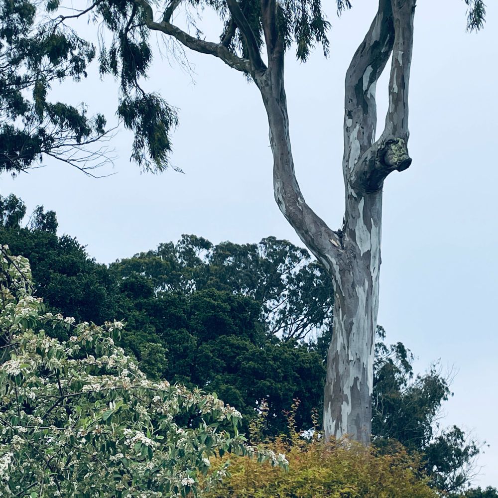 Photo of Lafayette Park in SF taken by Mike Hales