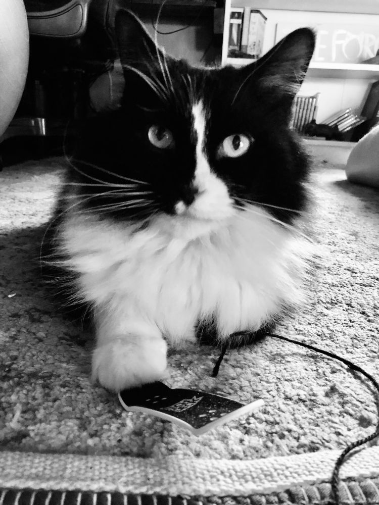 Black and white cat with her paw on a mini skateboard