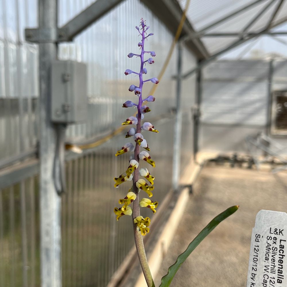 A plant with an inflorescence with flowers of various ages and shades of yellow and purple