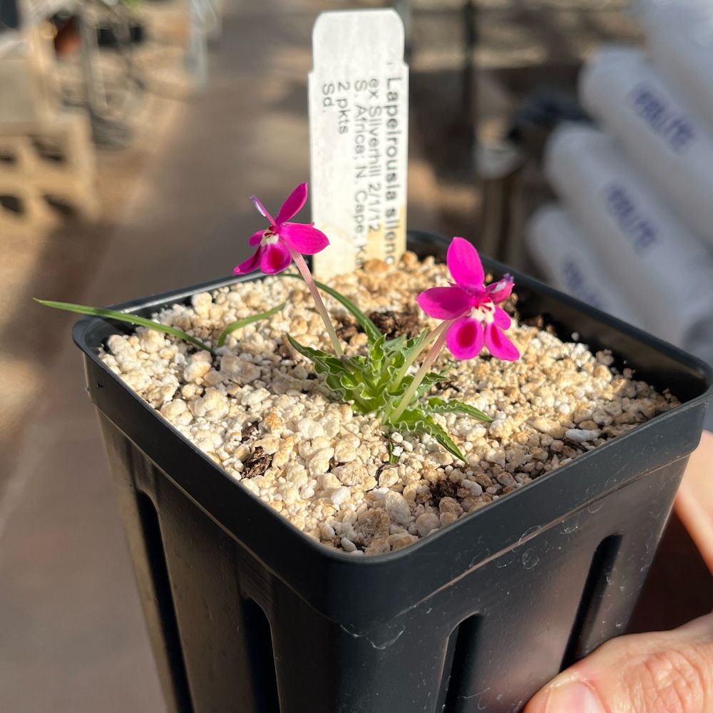 A plant in a pot with bright pink flowers