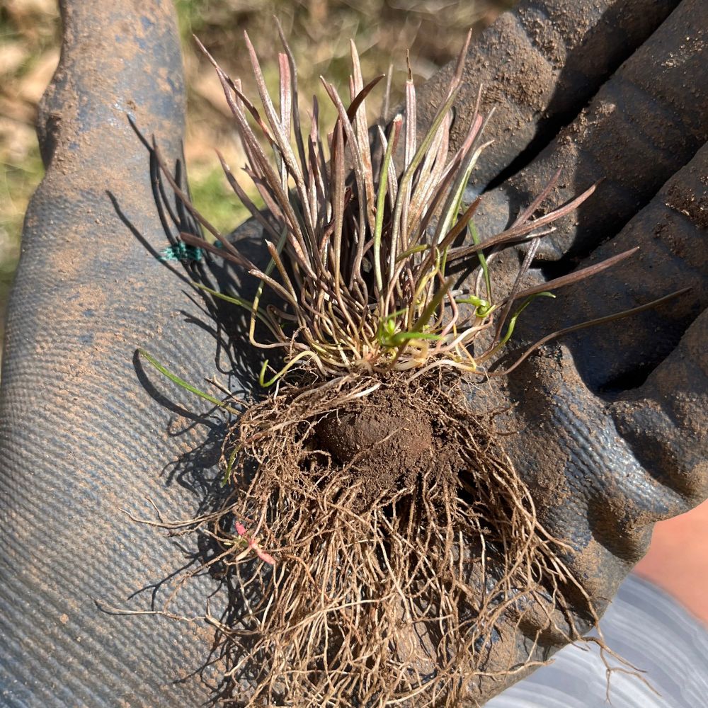 A plant in a dirty gloved hand