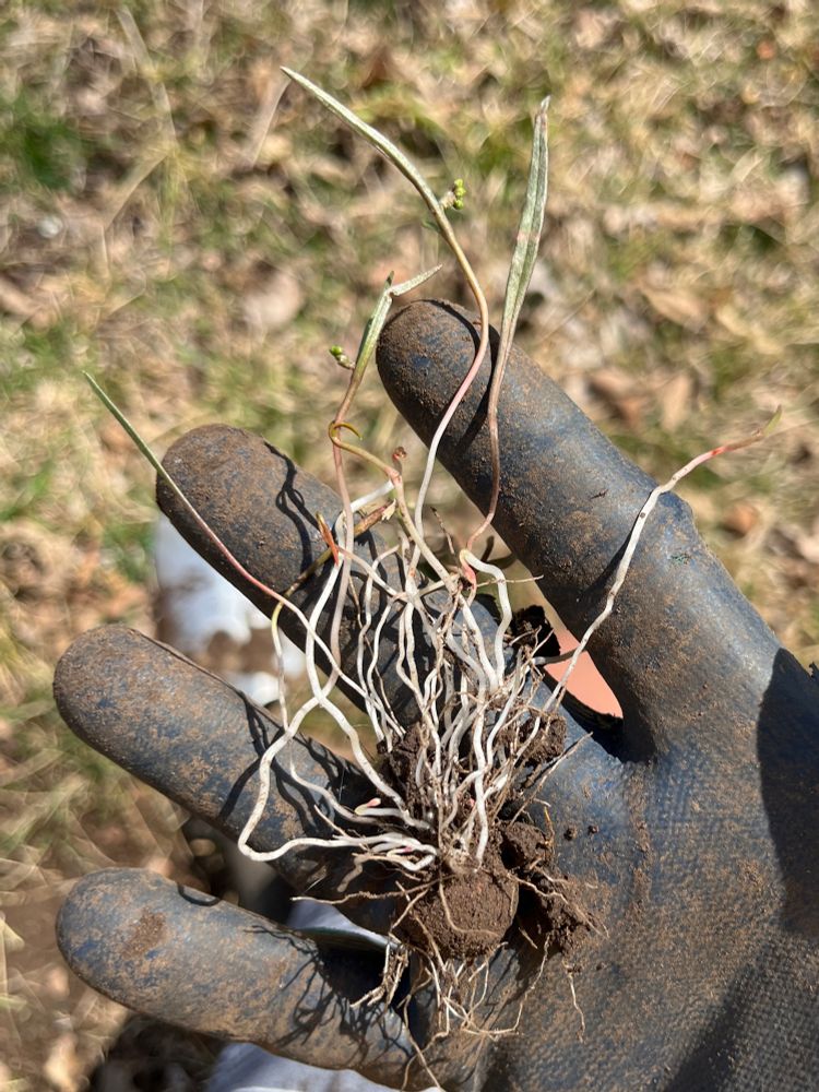 A plant in a dirty gloved hand