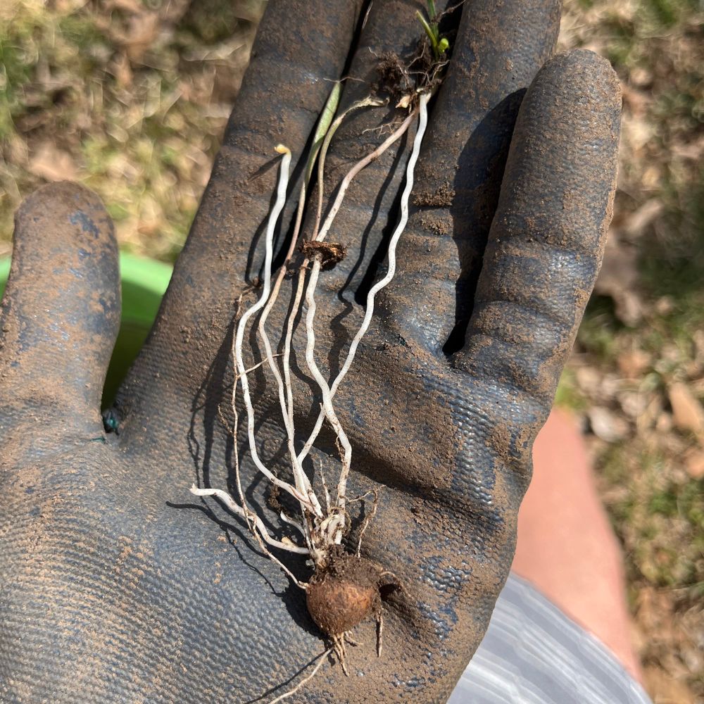 A plant on a dirty gloven hand