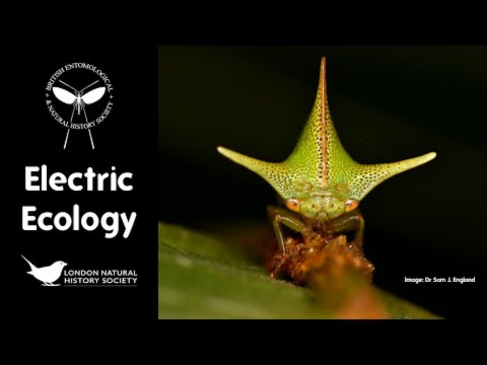 Electric Ecology: How Invertebrates Capitalise on Static Electricity