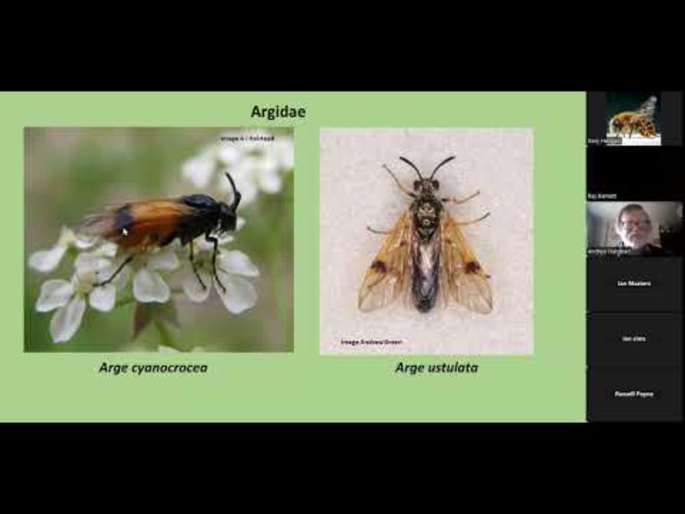 A beginner's guide to sawflies (Andrew Halstead)