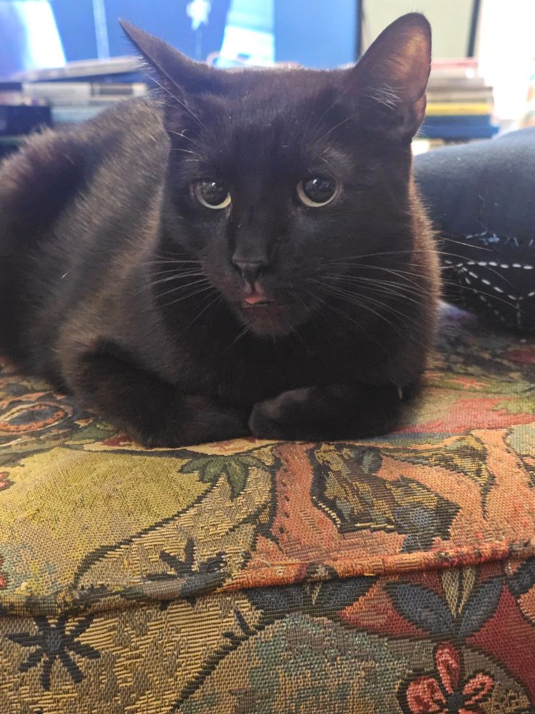 A small black cat sitting on an ottoman with the very tip of his tongue sticking out 