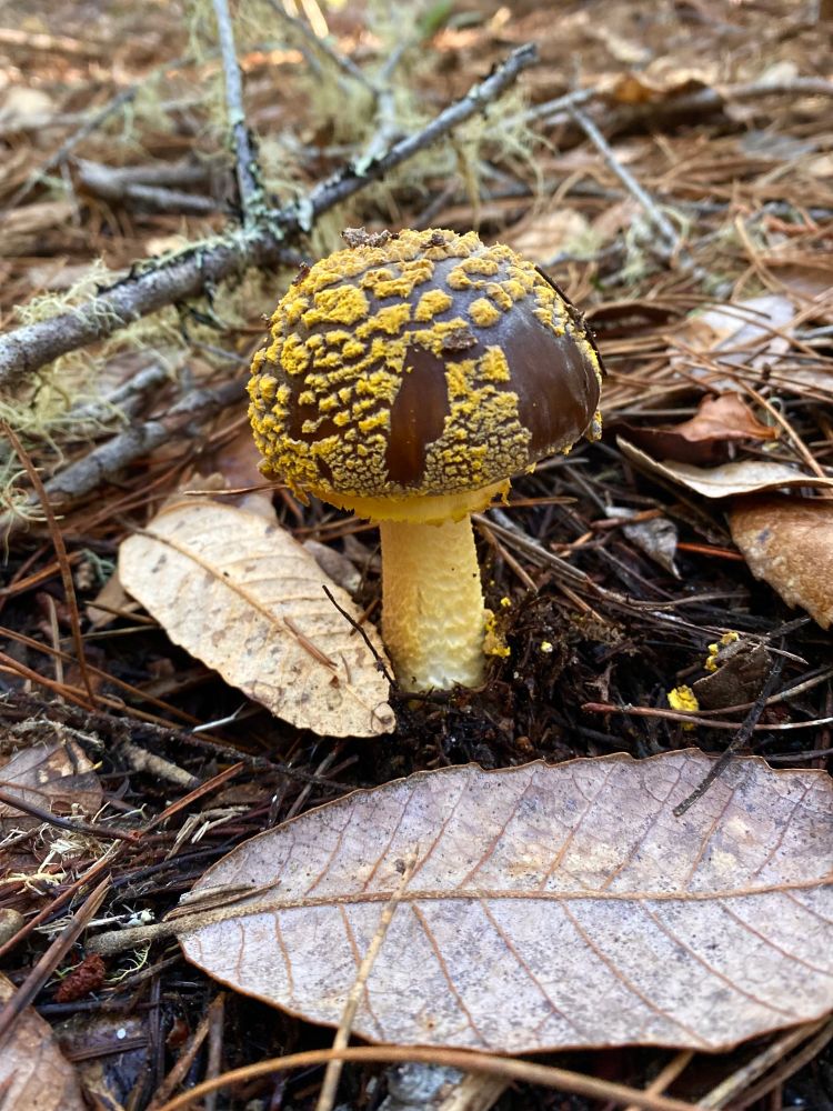 Amanita augusta peeking out of the duff