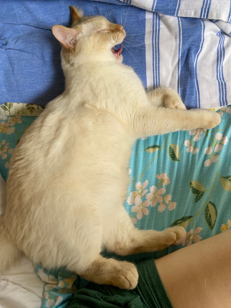 A flame point Siamese cat beginning to yawn.