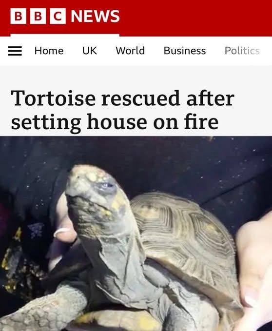 A tortoise squints maliciously under a headline reading “Tortoise rescued after setting house on fire”