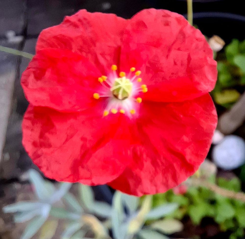 Nahaufnahme einer rote Mohnblume, im Hintergrund sind verschwommene Pflanzenteile, Steine, Töpfe und Boden. 