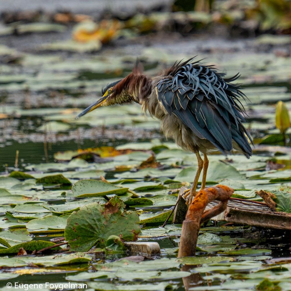 Green Heron standing on a rusty piece of metal in the middle of a pond, shaking off some dust. 