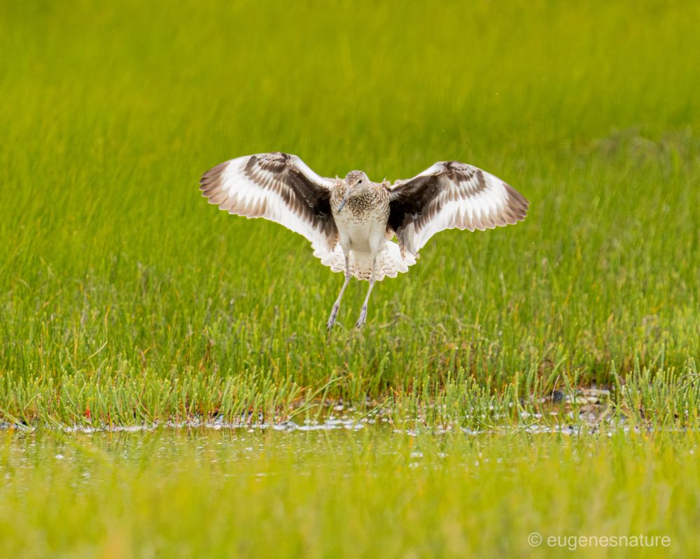 Adult eastern Willet landing next to a small puddle of brackish water. Willet is in white and black breeding plumage and surrounded by exceptionally green grass. 