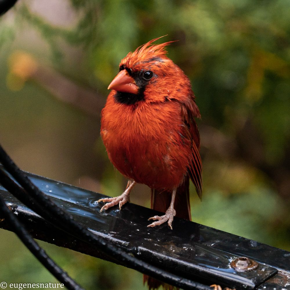 A wet cardinal sitting in the rain, looking unhappy. 